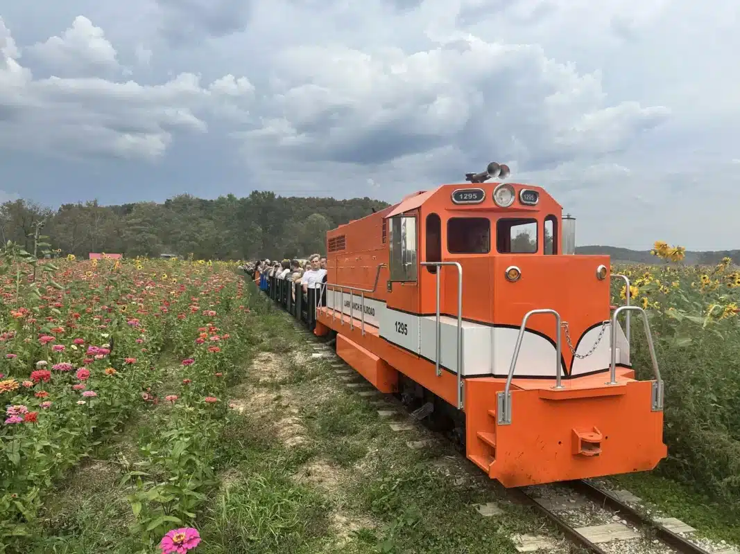 Riders on the Lark Ranch train passing a field of flowers