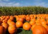 12 Best Pumpkin Patches Near Indianapolis for 2026 pumpkin patch