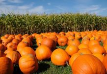 12 Best Pumpkin Patches Near Indianapolis for 2026 pumpkin patch