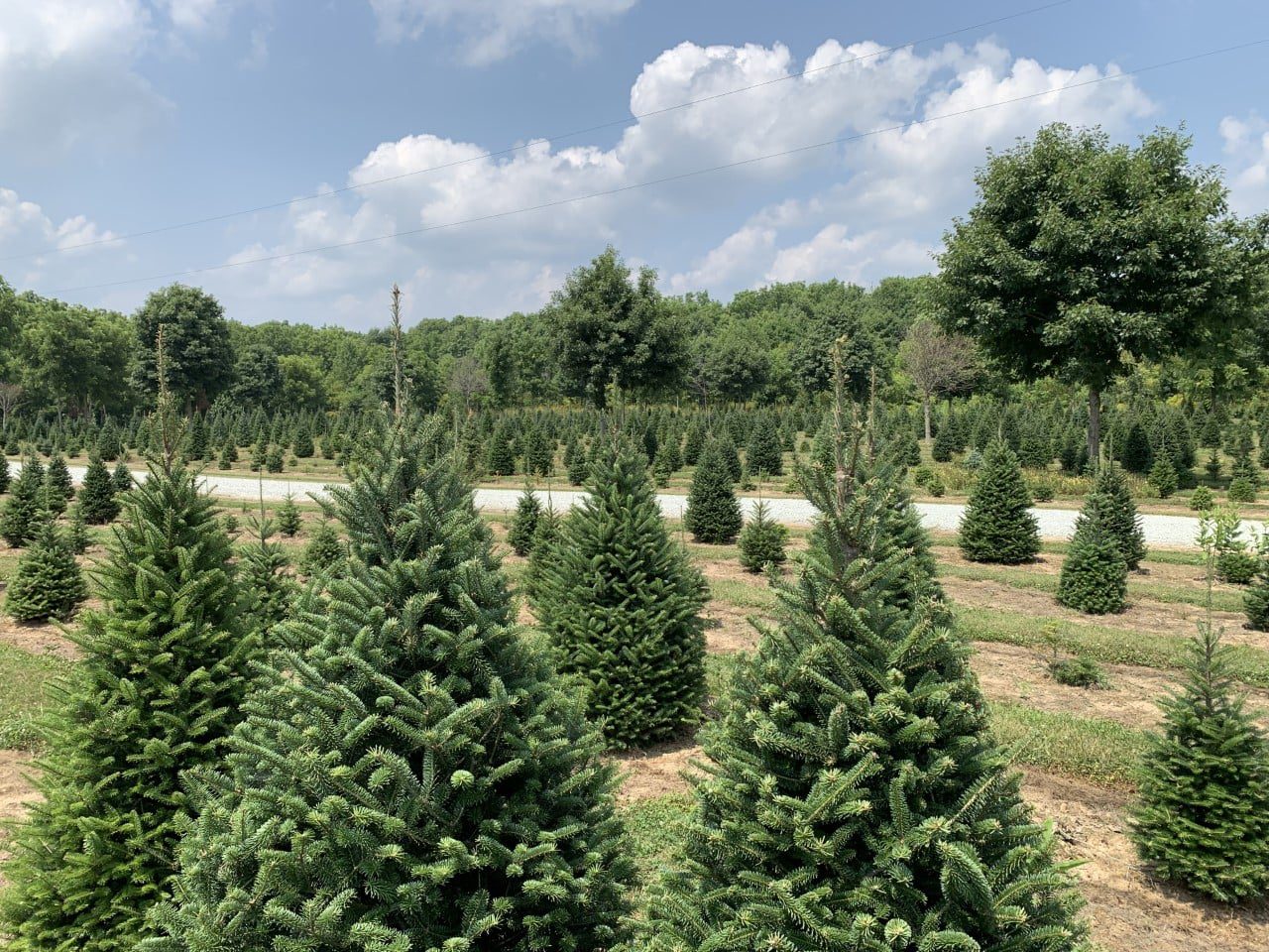 Lost Forty Tree Farm - Christmas Tree Farm Indiana
