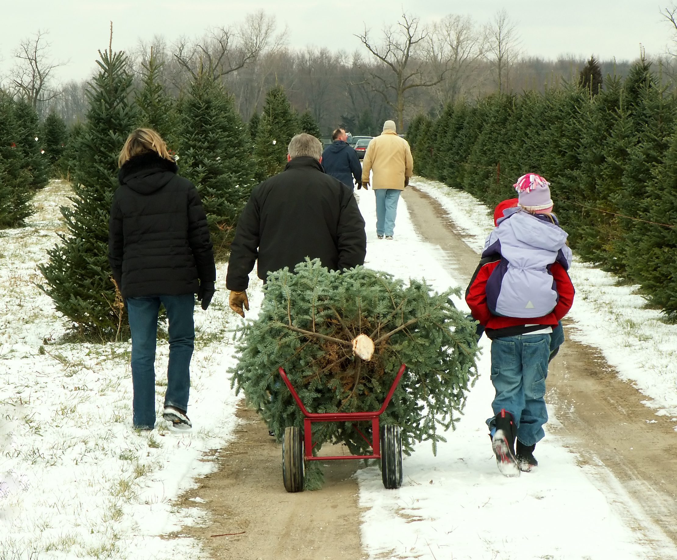 family cutting christmas tree