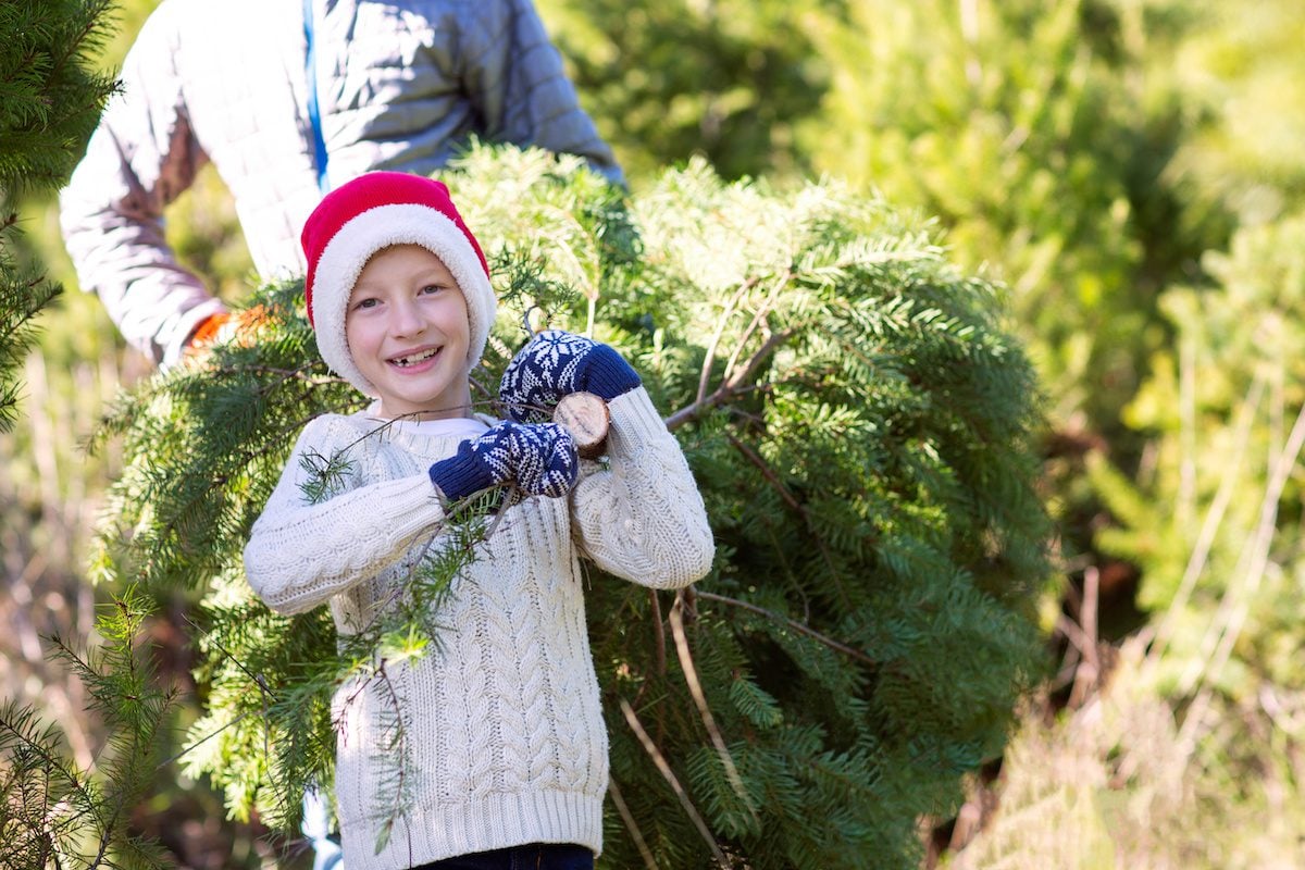 Christmas Tree Farm Indiana - Where to cut down your own Christmas Tree near Indianapolis