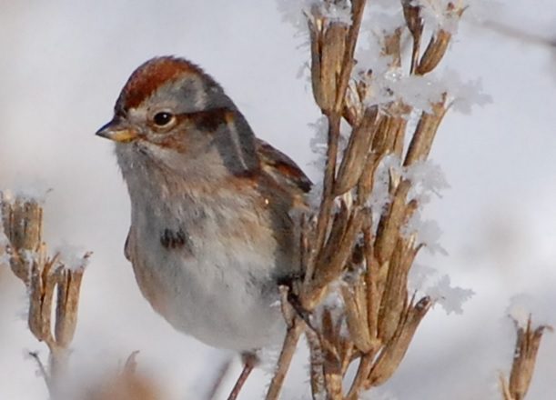 Beginning Bird Hike - Indy's Child Magazine