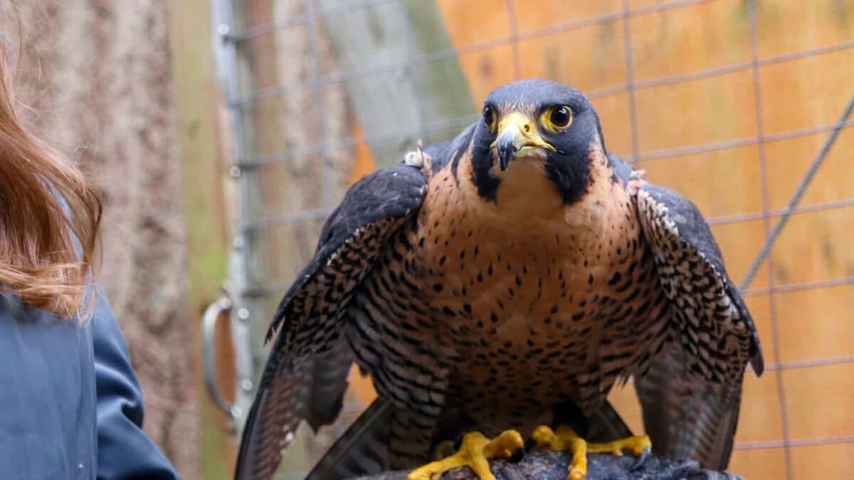 A peregrine falcon ambassador perched on a trainer’s glove at the Eagle Creek Park Ornithology Center