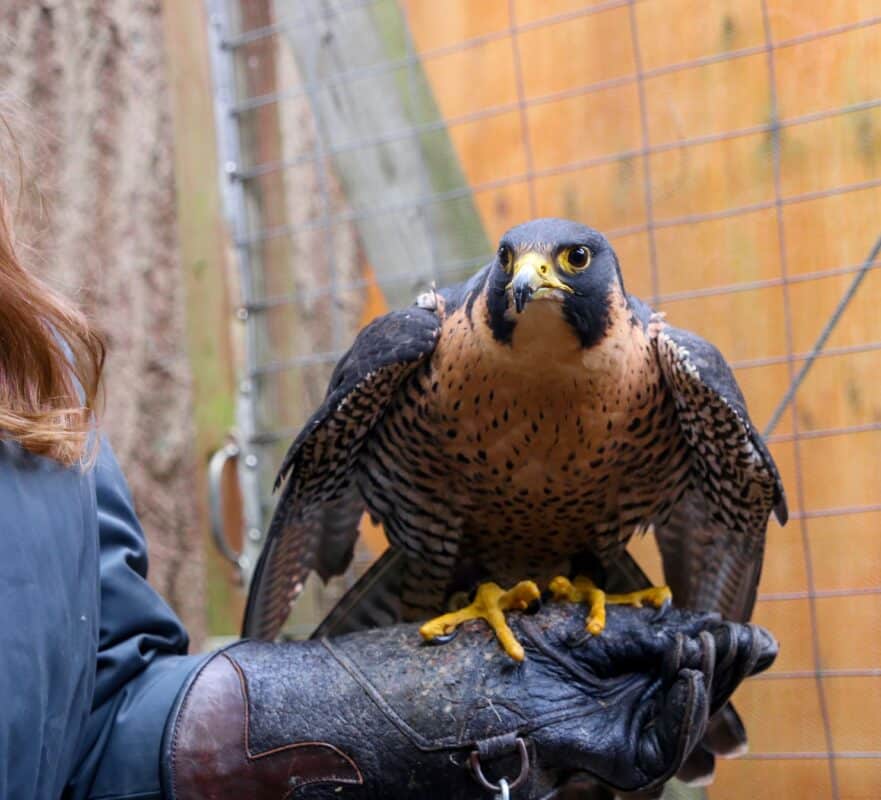 A peregrine falcon ambassador perched on a trainer’s glove at the Eagle Creek Park Ornithology Center