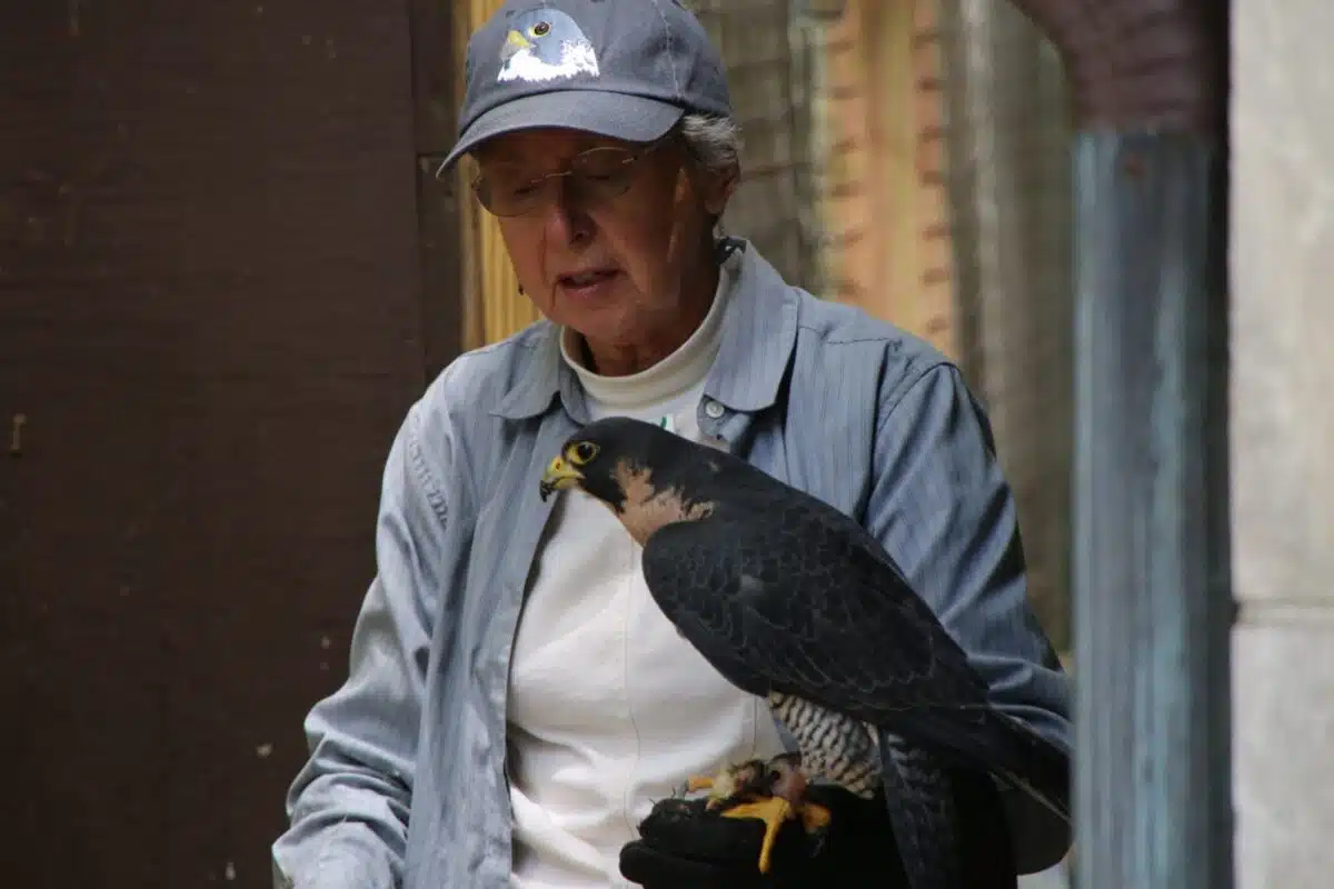 An Eagle Creek Park volunteer holding a peregrine falcon on a gloved hand