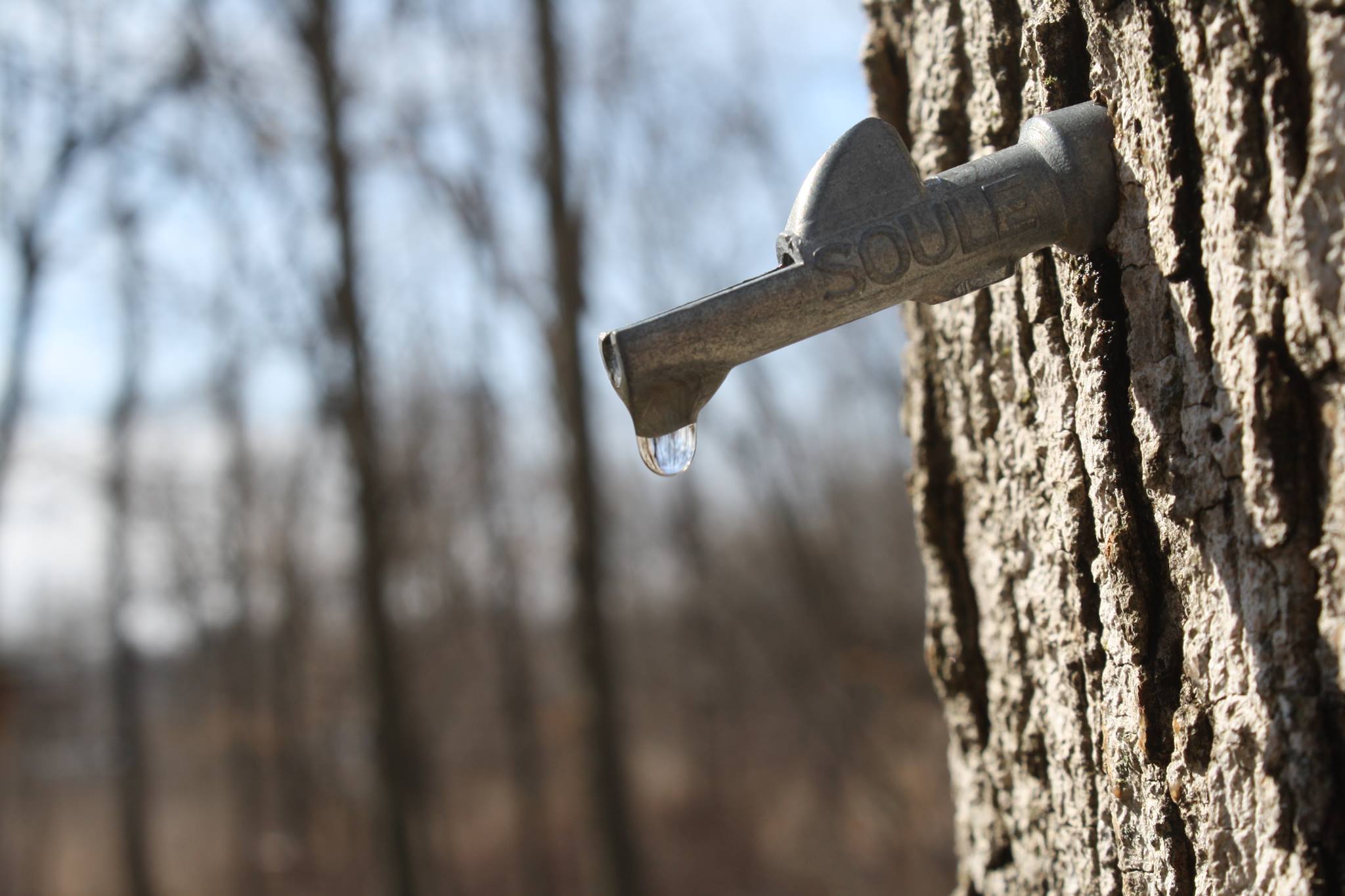 Things to Do This Weekend in Indianapolis with Kids (Feb 27-Mar 1, 2026) 5 Maple Madness