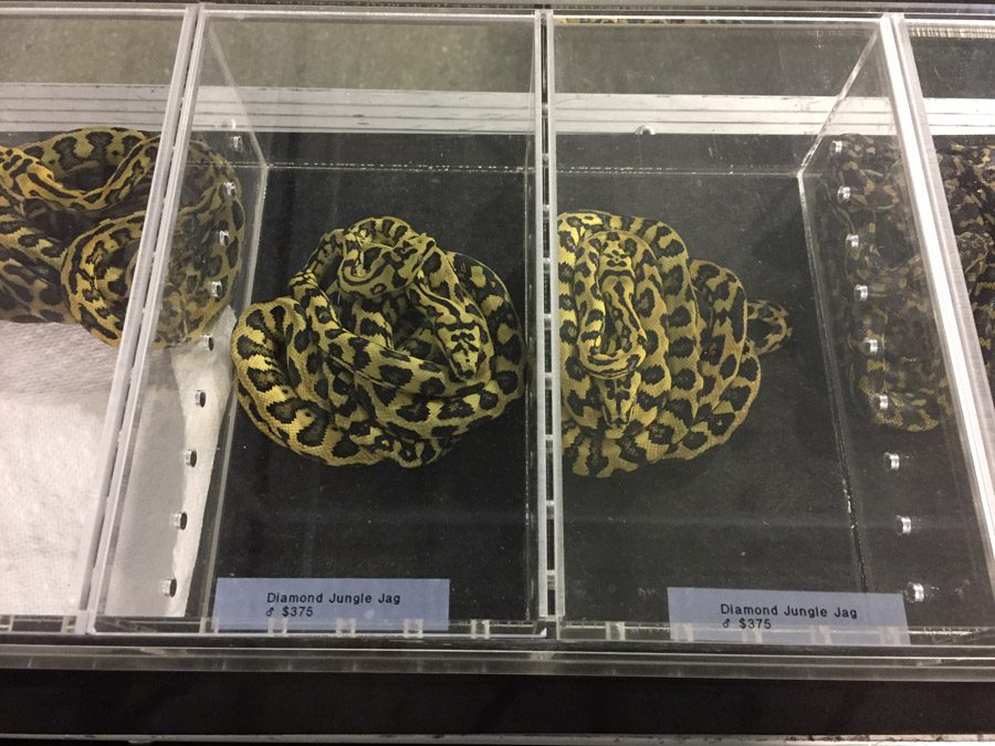 The Midwest Reptile Show