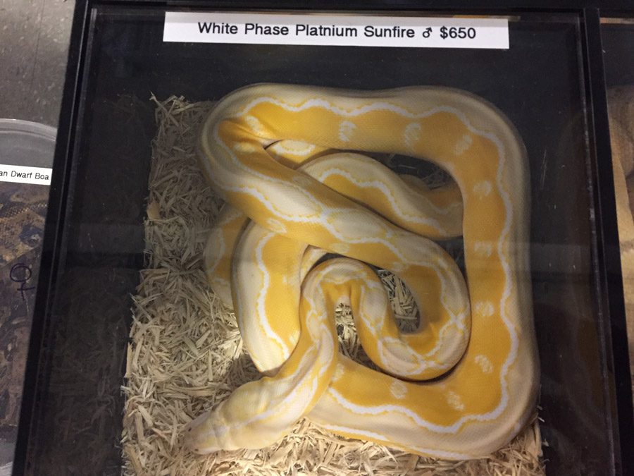 The Midwest Reptile Show