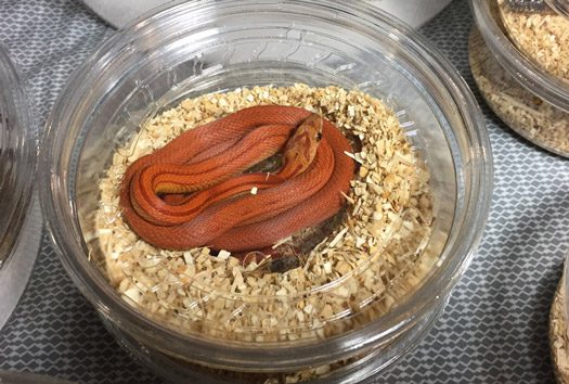 The Midwest Reptile Show