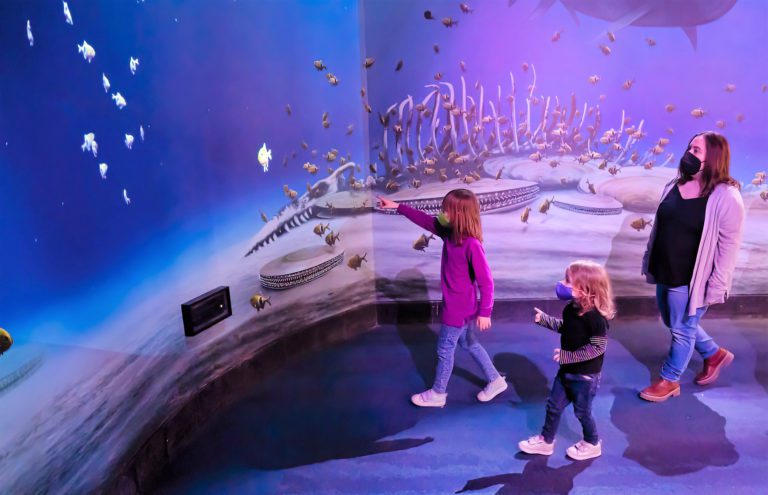 c interactive fish