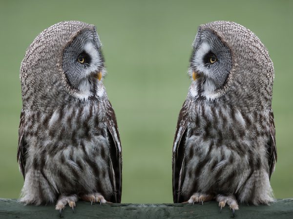 Hoosier Owls