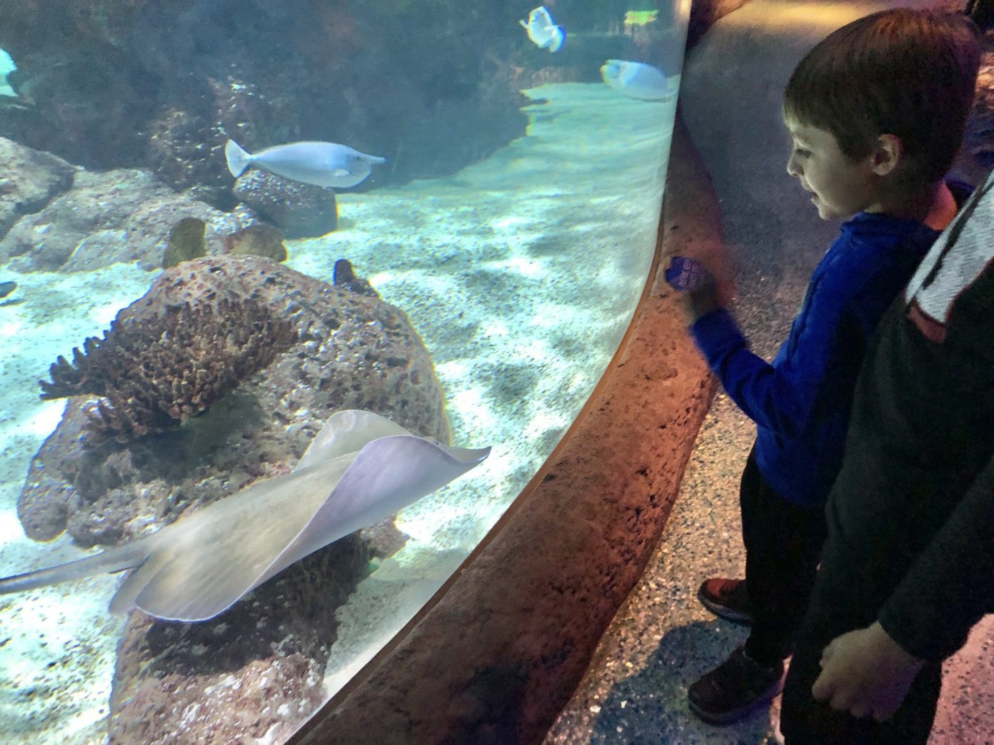 Aquarium Restaurant in Nashville, Tennessee - Indy's Child Magazine