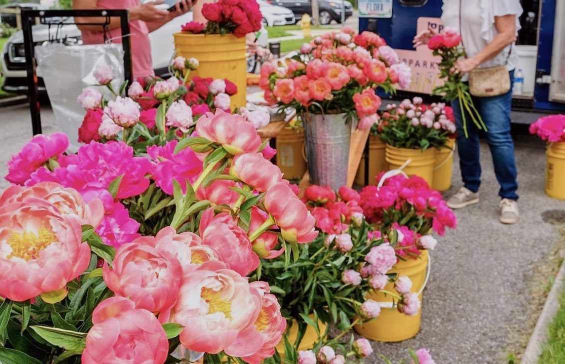 The 2023 Indiana Peony Festival in Noblesville Indy's Child