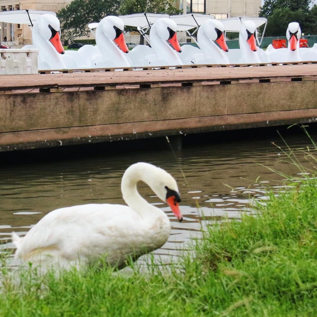 Swan Pedal Boats at Indy’s Downtown Canal Walk