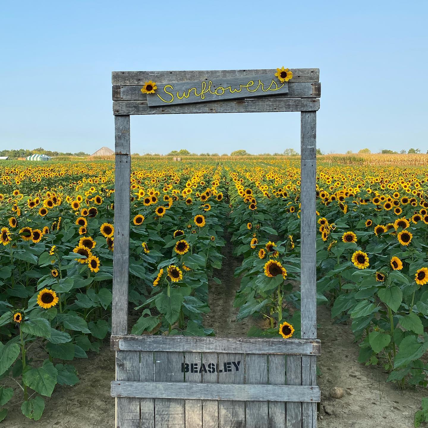Sunflower Festival at Beasley's Orchard
