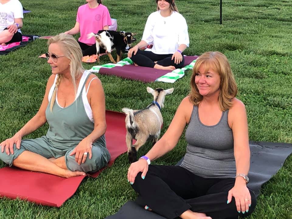goat yoga