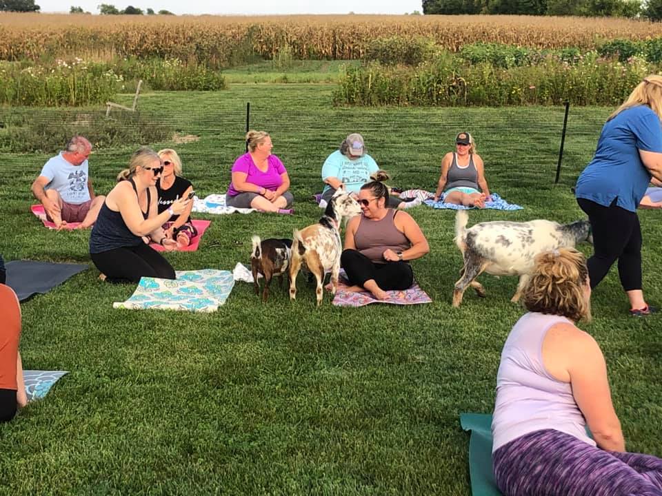 goat yoga