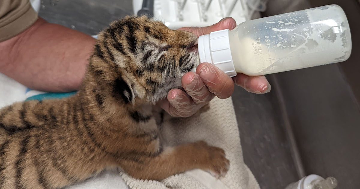 Zoo welcomes 'extremely important' birth of tiger cub triplets