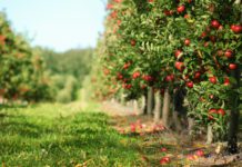 6 Best Apple Orchards near Indianapolis for Apple Picking Apple Orchard Indianapolis Apple Picking