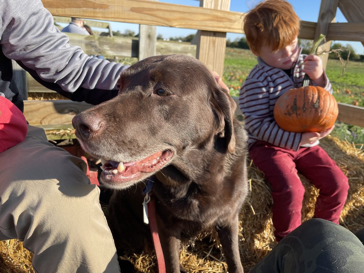 Dog Days at the Maze Beasley's Orchard