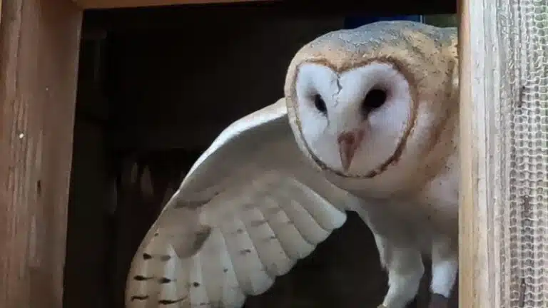 eagle creek owl festival barn owl