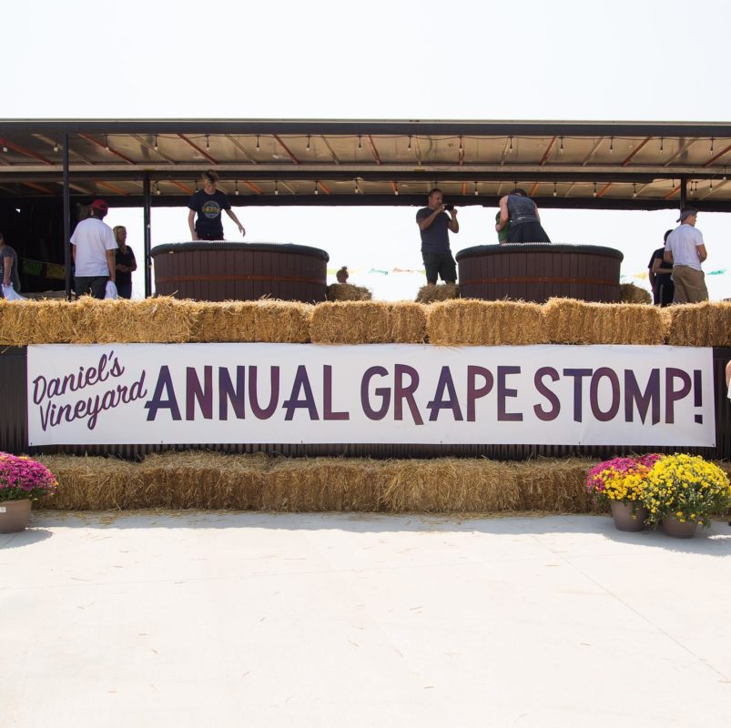 Grape Stomp at Daniel's Vineyard