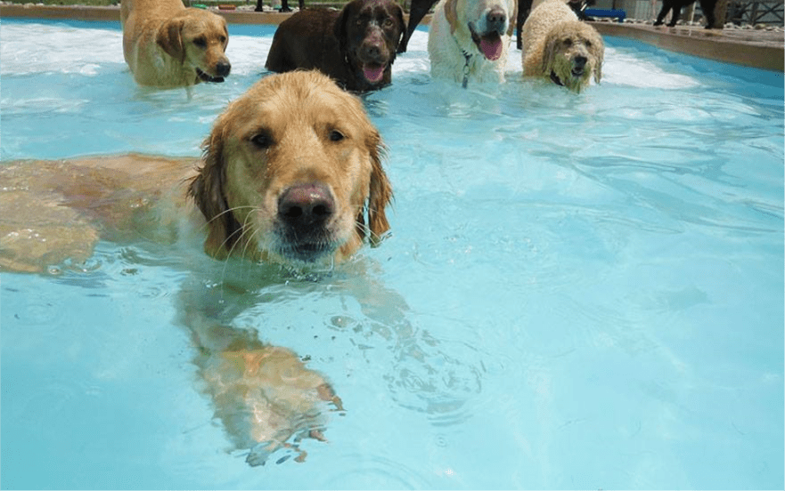 puppy swim