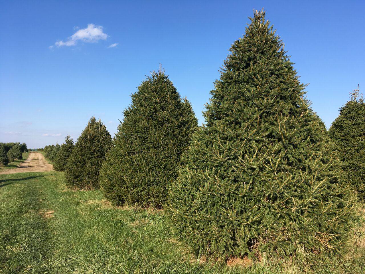 Piney Acres Farm Christmas Tree Farm, cut down your own christmas tree