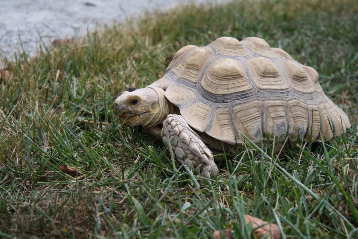 Nature Preschool Program