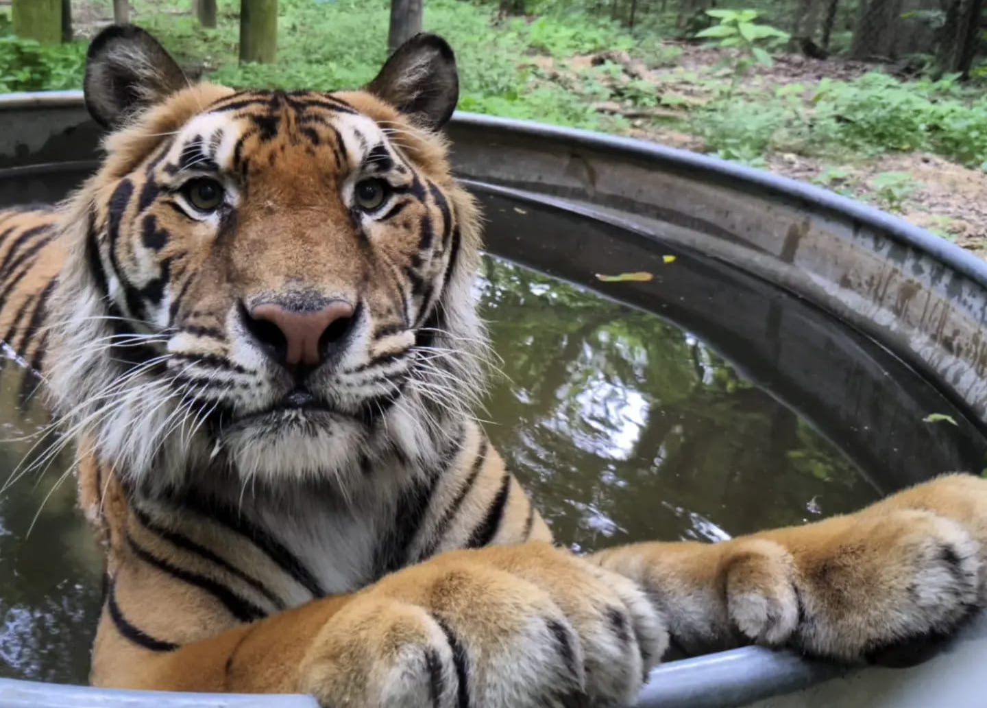 The Exotic Feline Rescue Center: A Must-Visit Destination for Wildlife Lovers