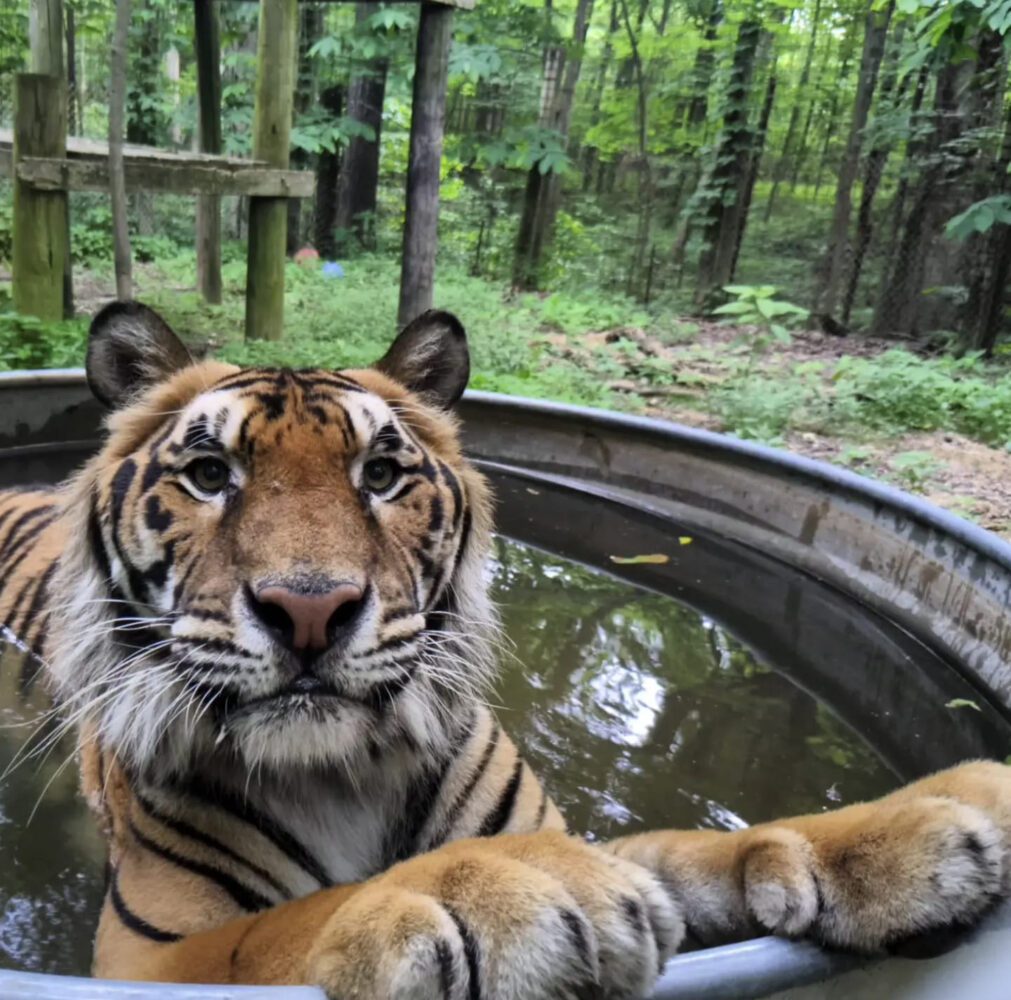 The Exotic Feline Rescue Center: A Must-Visit Destination for Wildlife Lovers