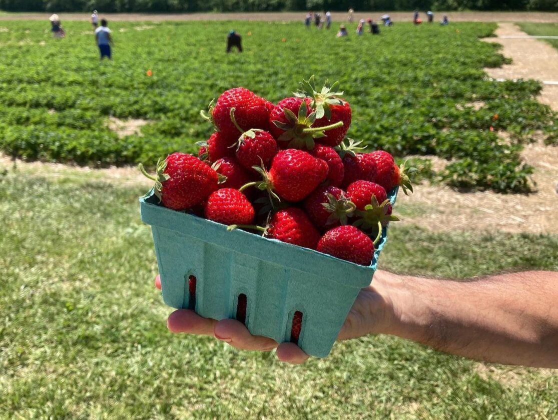 6 Best Places for Strawberry Picking in Central Indiana