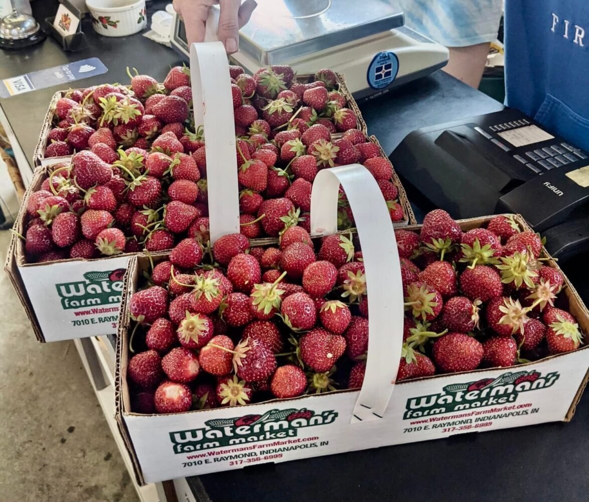 Indiana upick strawberry farms