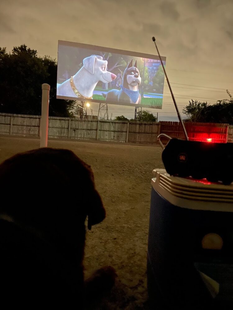 take your dog to the drive in movie