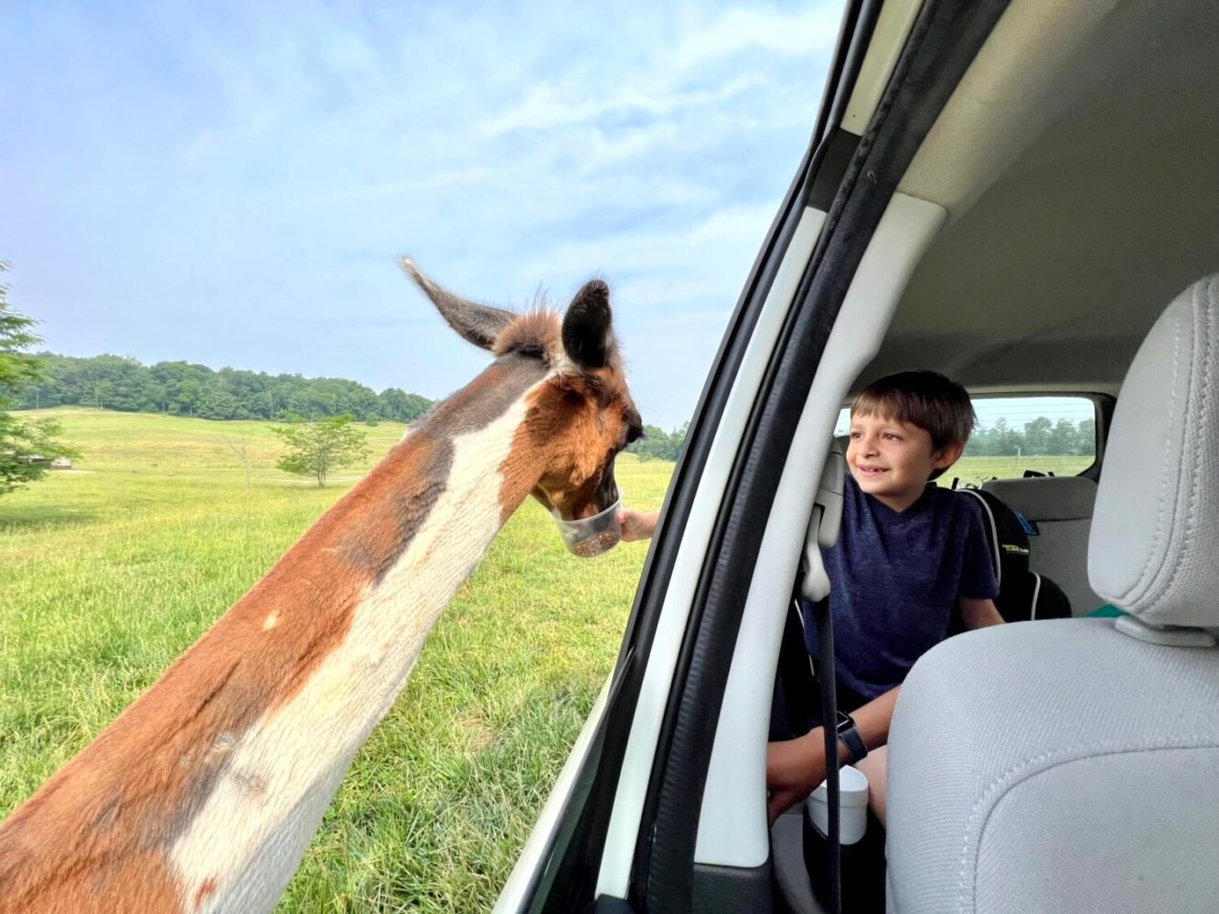 wilstem safari drive thru wilderness