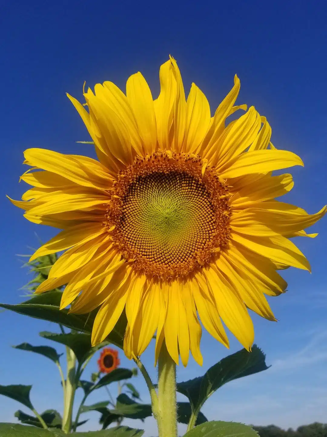 The Stuckey Farm Sunflower Festival 2024