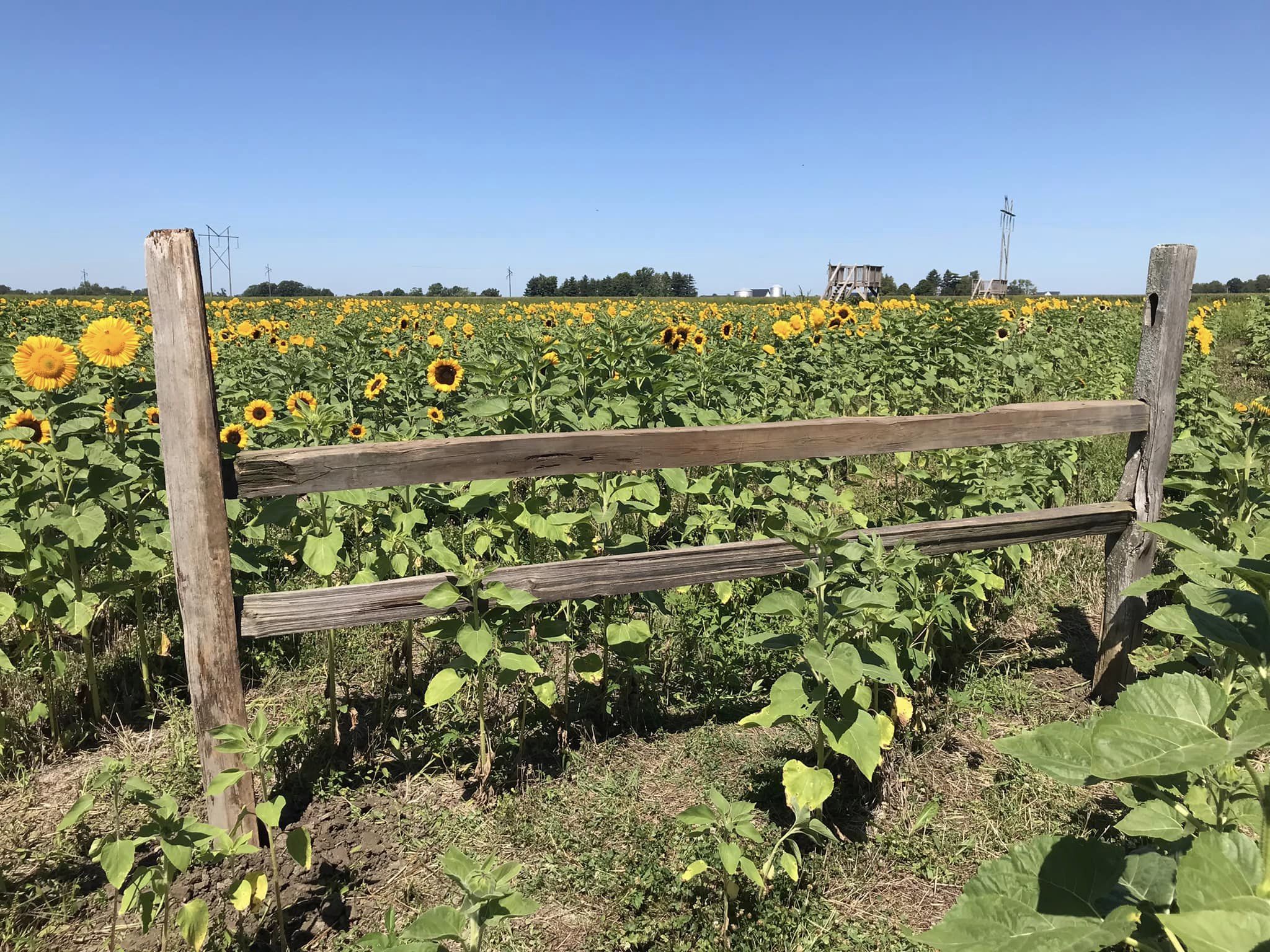 The Stuckey Farm Sunflower Festival 2024