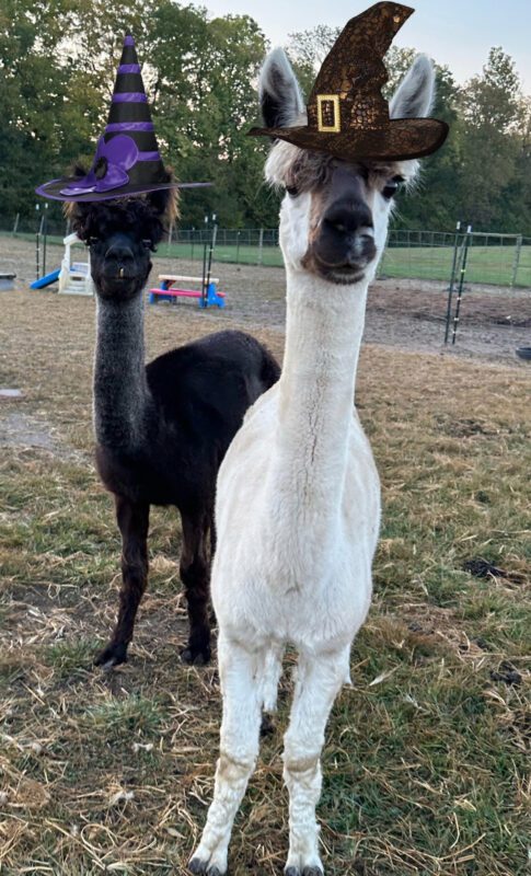 Spooktacular Open Barn Event & Sanctuary Tour