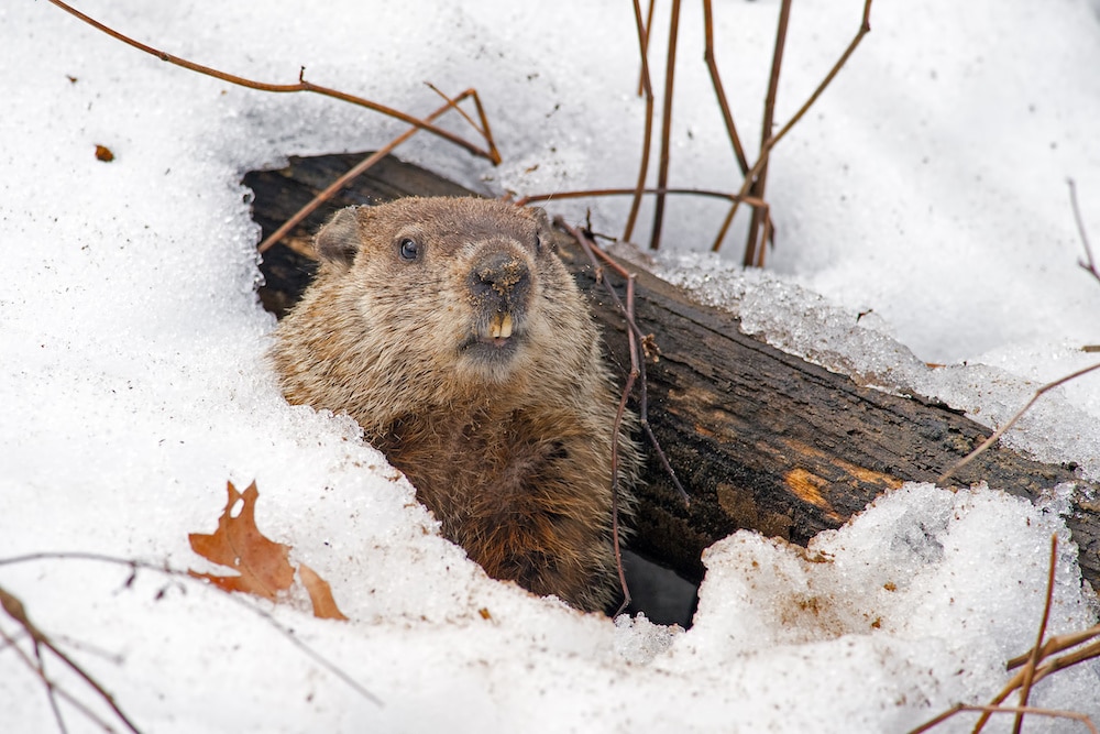 Animal Folklore and the Groundhog
