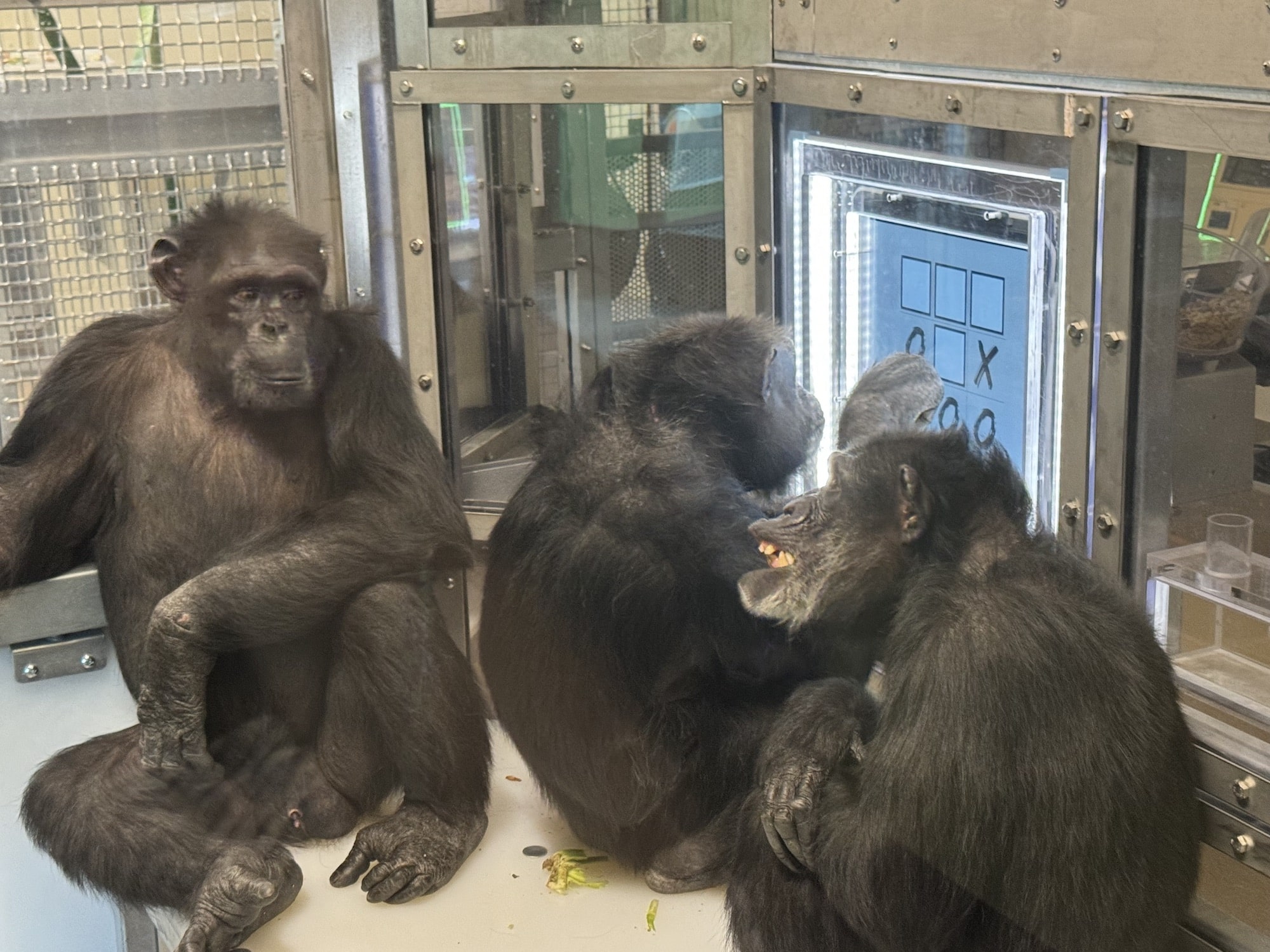 International Chimpanzee Complex at the Indianapolis Zoo
