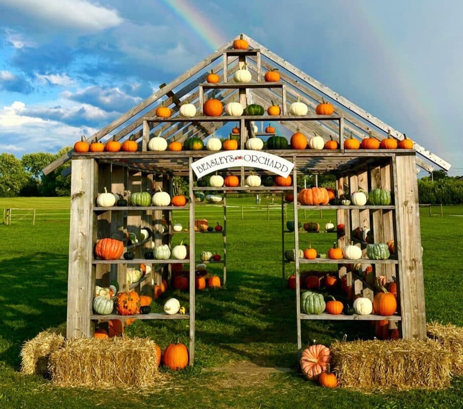 beasleys-orchard fall fest