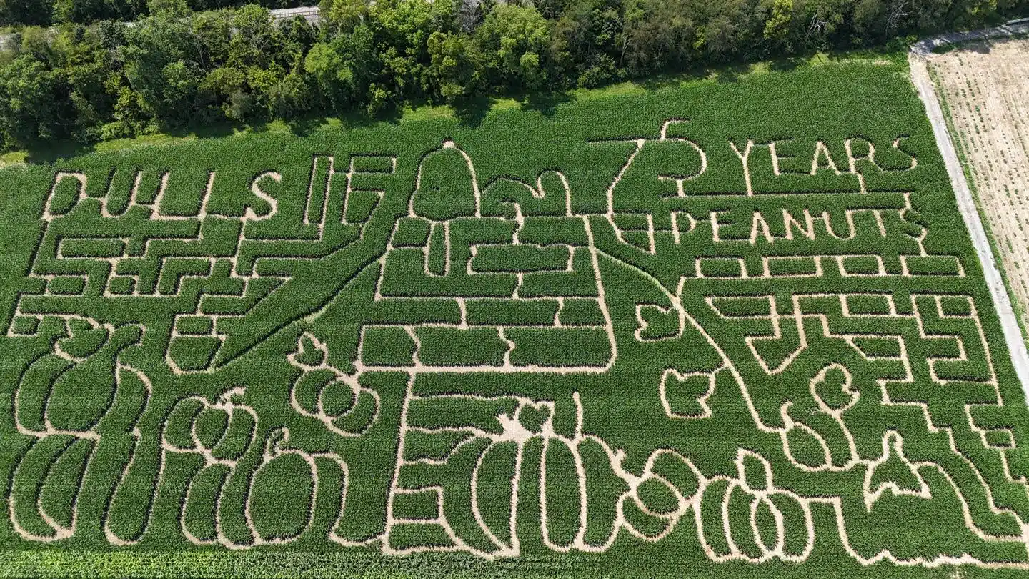 dulls corn maze