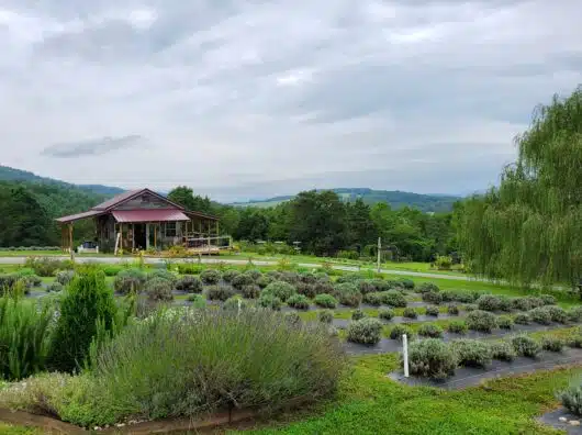 TantivyLavendarFarm_Field