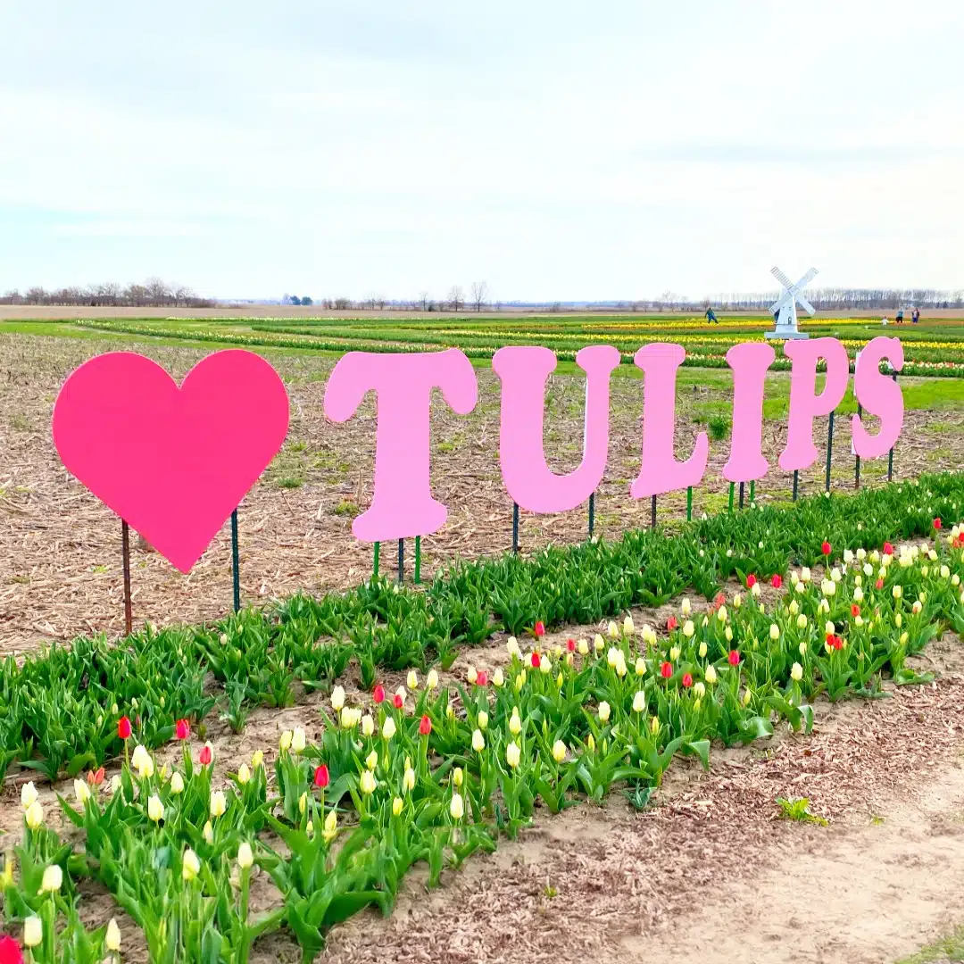 I heart tulips sign at Exploration Acres in Lafayette Indiana