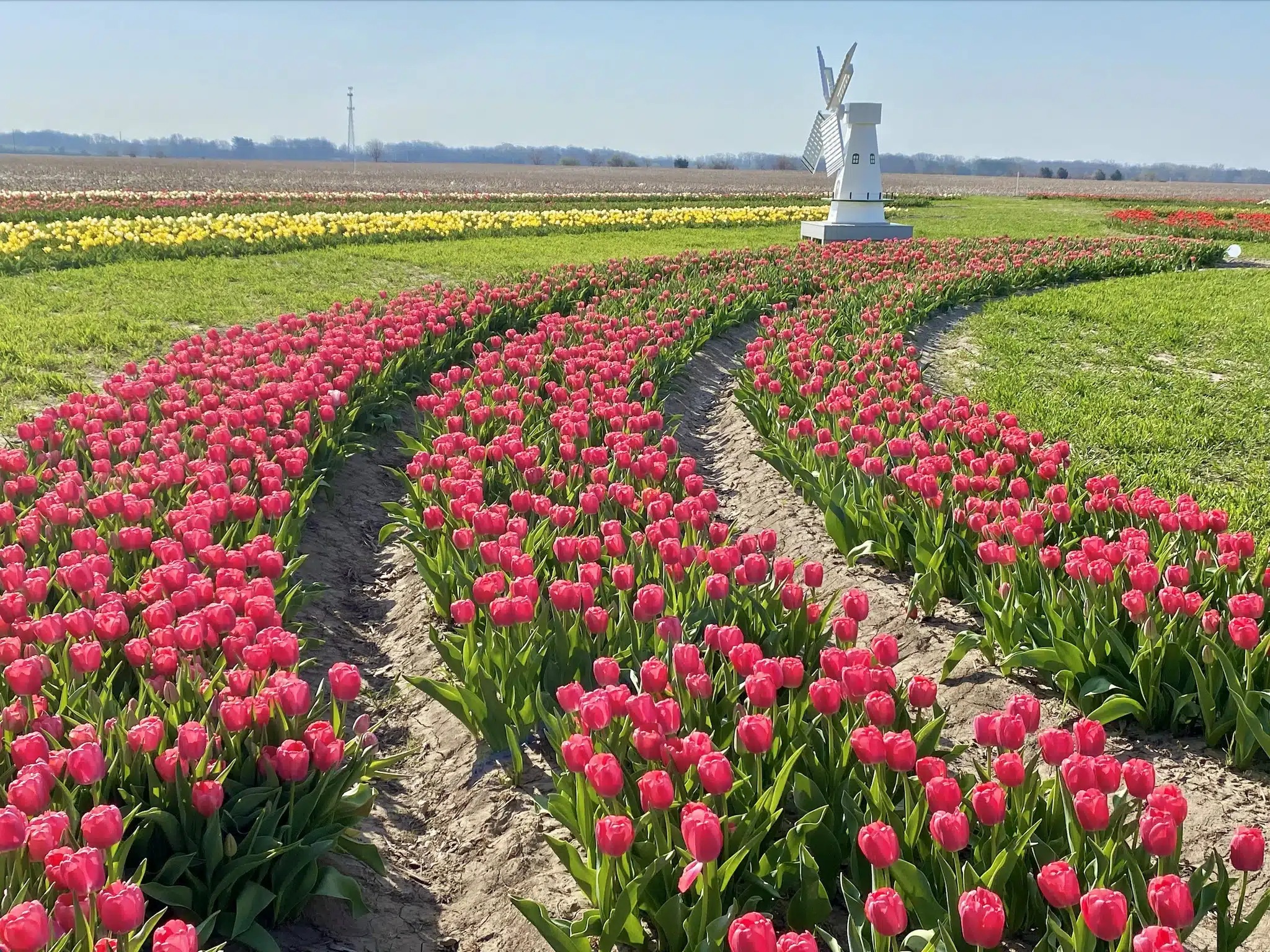 Rows of blooming tulips at Exploration Acres near Lafayette Indiana