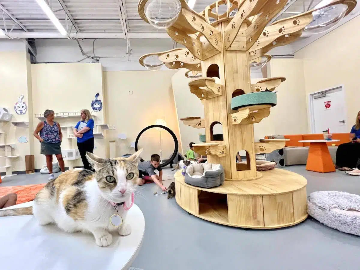Top 15 Things to Do in Carmel with Kids (2025) 11 A kitten at the Carmel Cate Cafe AWZ Pet Cafe