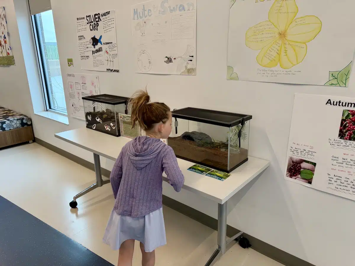 Girl looking at snake inside the Grassy Creek Playground and Nature Center in Indianapolis