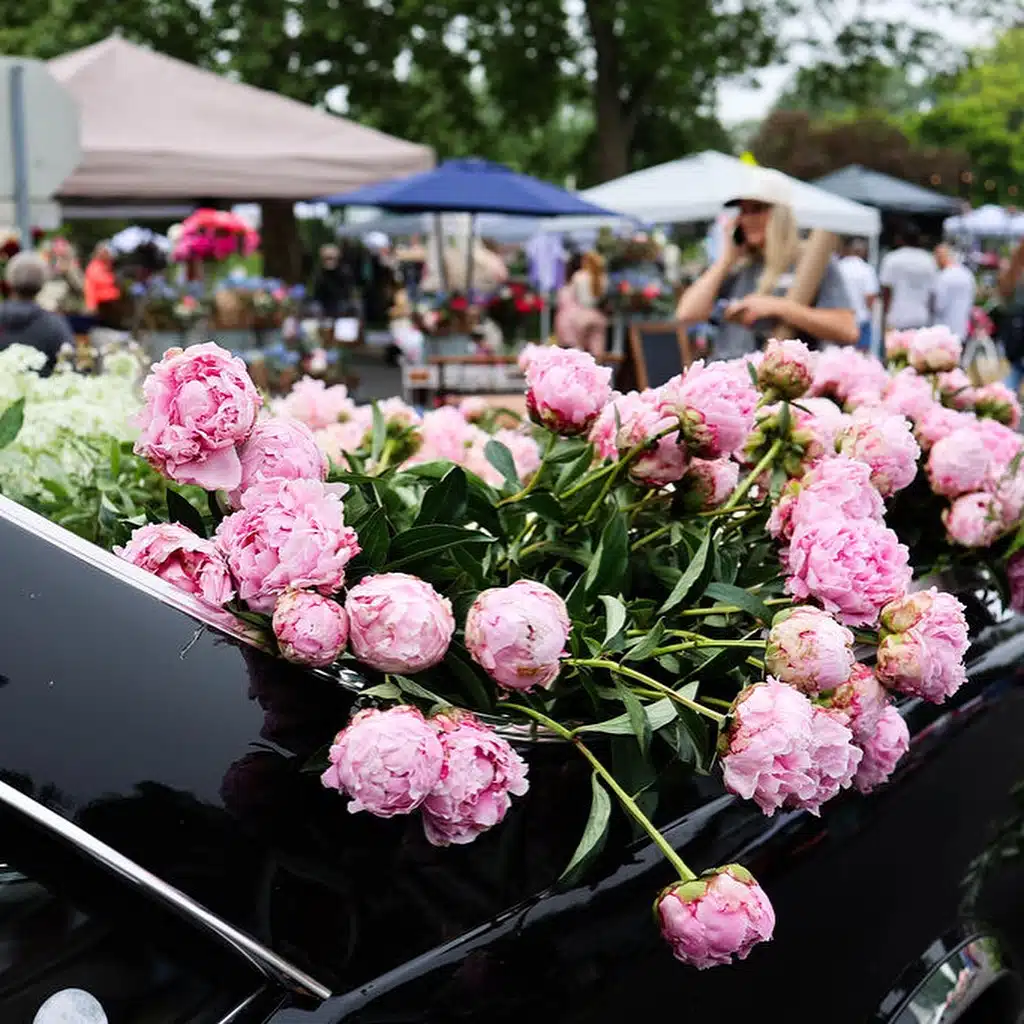 peonys in the back of a truck Indiana Peony Festival 2026 Details