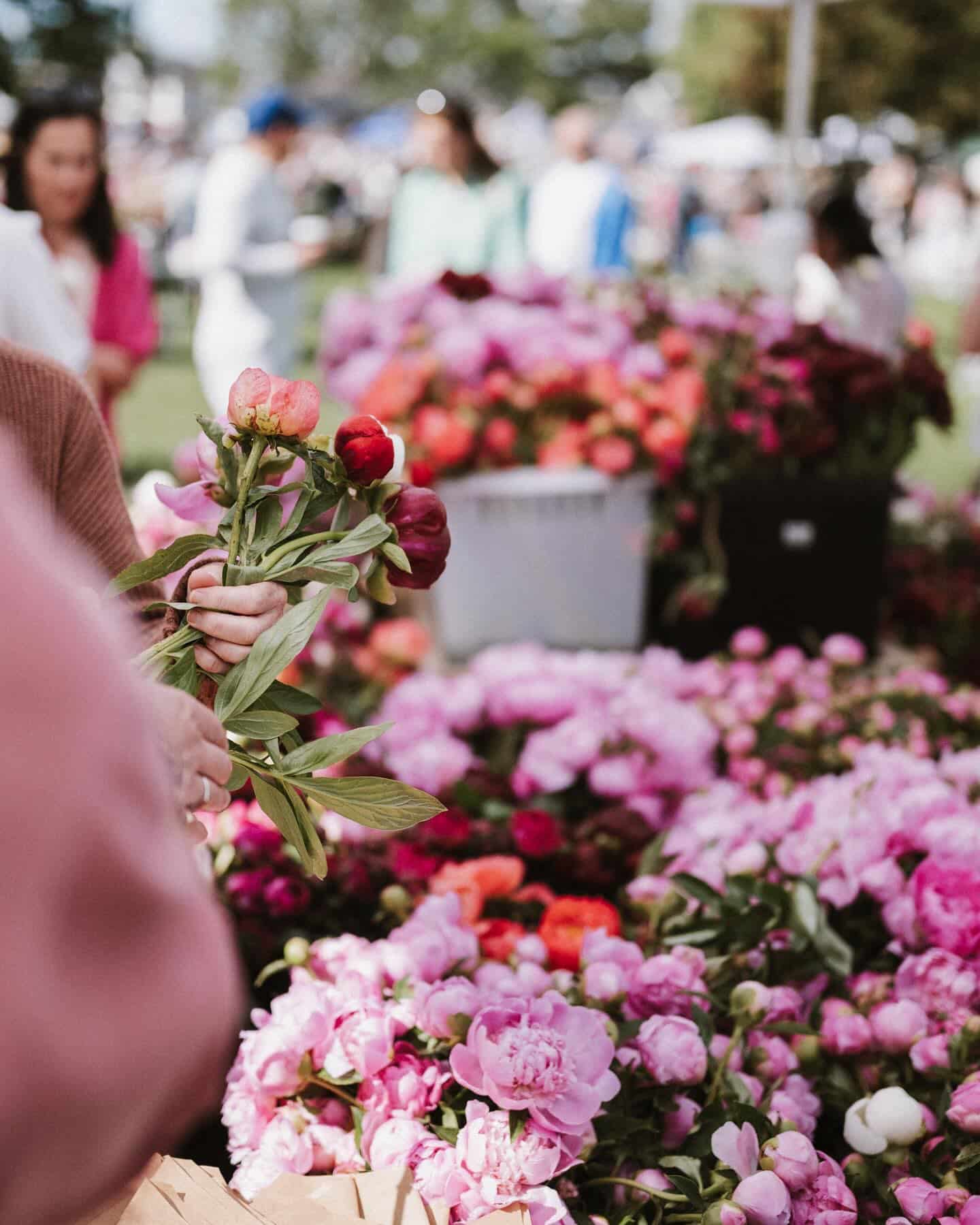 lots of peonys Indiana Peony Festival 2026 